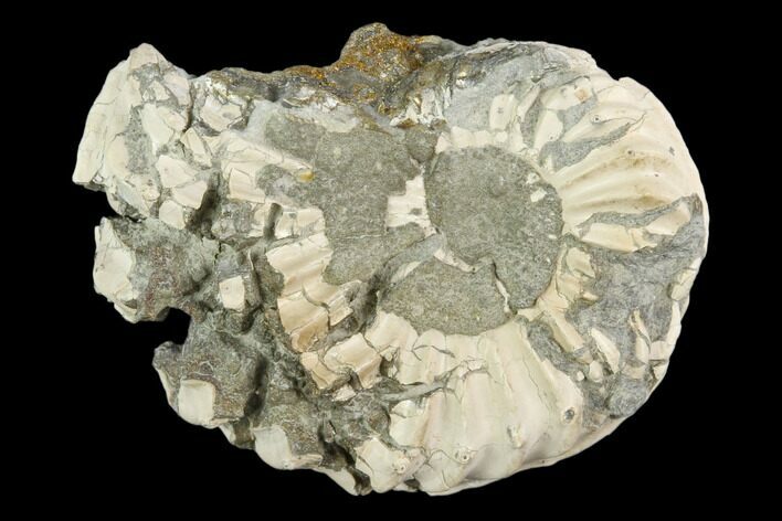 Pyritized Ammonite (Pleuroceras) Fossil - Germany #125388